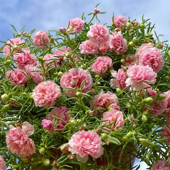 Petal Sonnenblumenkerne (10000 Stück)