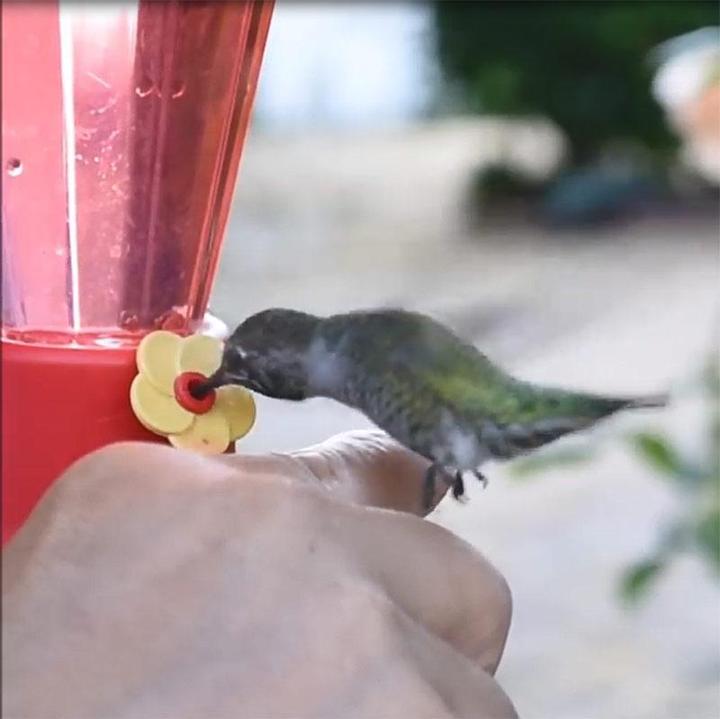 Colibum™ - Garten Hängende Kolibri-Futterautomaten
