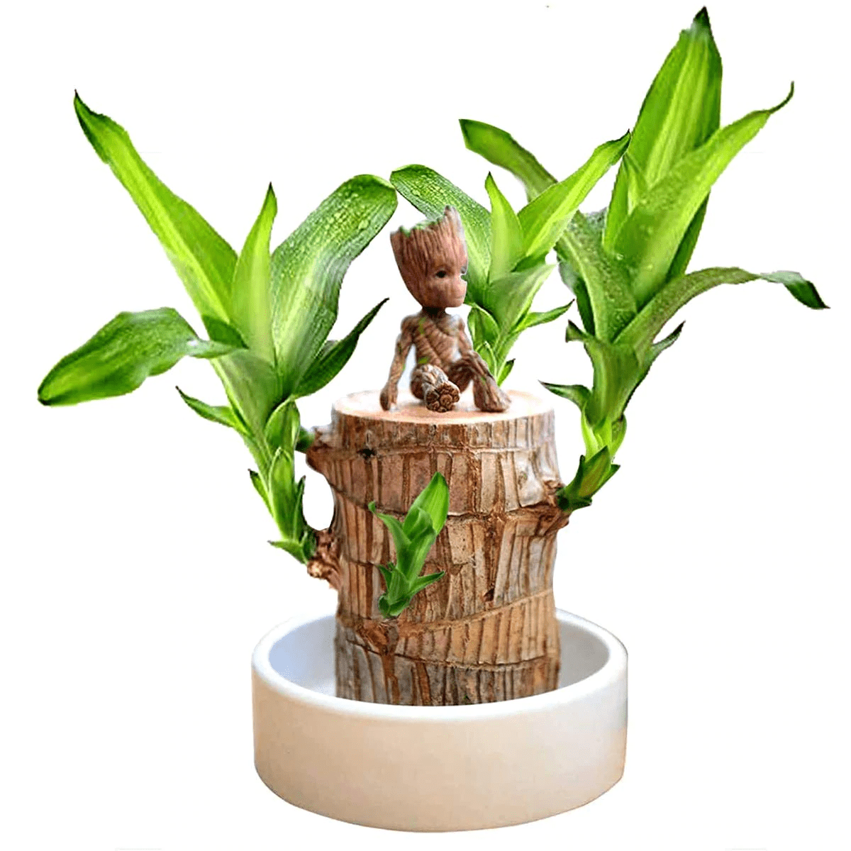 Brasilien Holz Glückspflanze