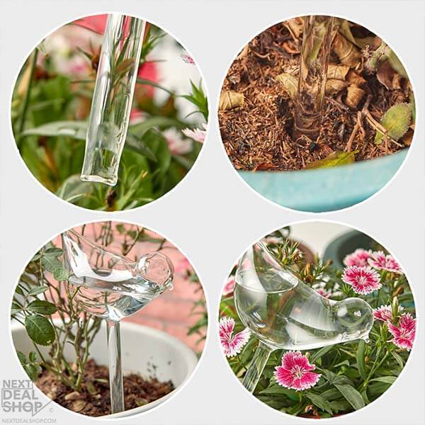 Selbstbewässernde Pflanzen-Glaskolben