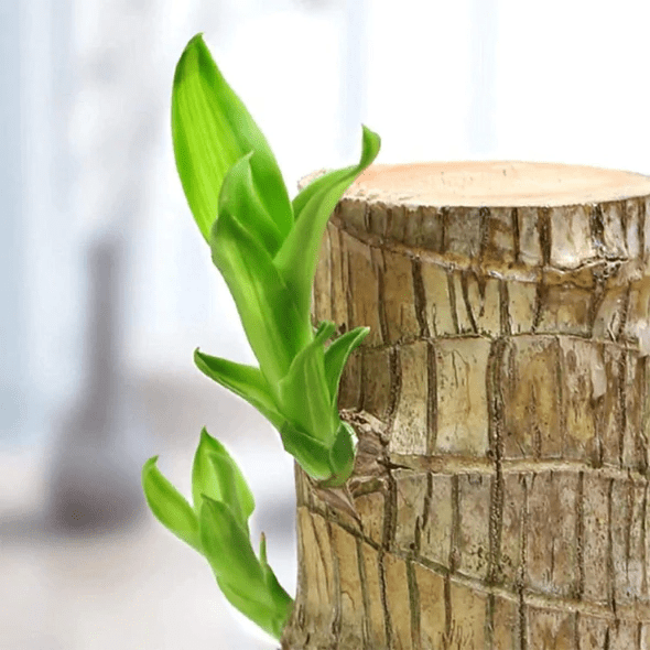 Brasilien Holz Glückspflanze