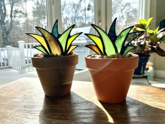Sonnenfänger Gefärbte Agave Pflanze