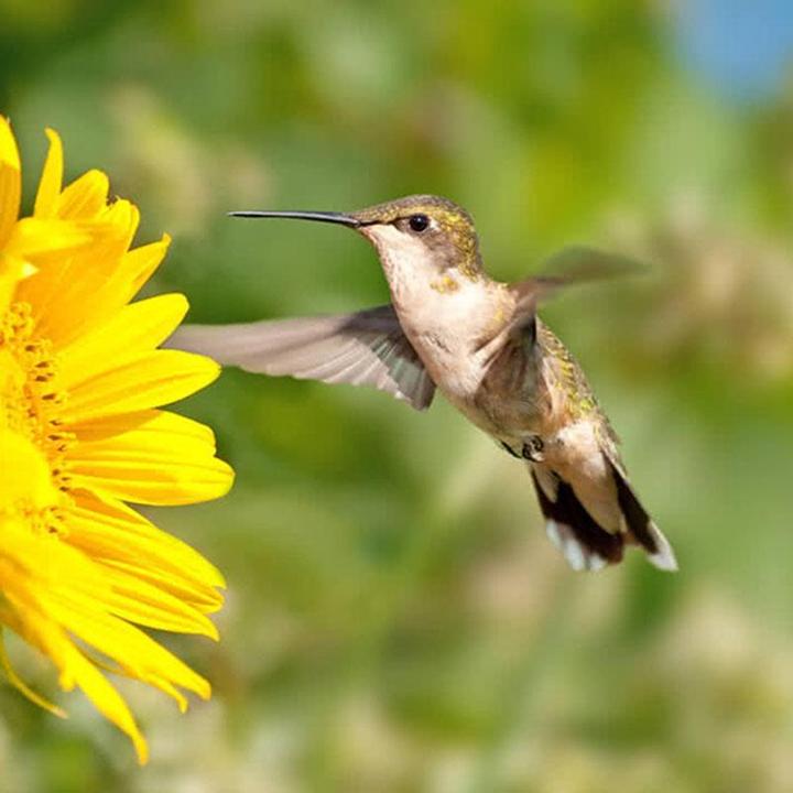 Colibum™ - Garten Hängende Kolibri-Futterautomaten