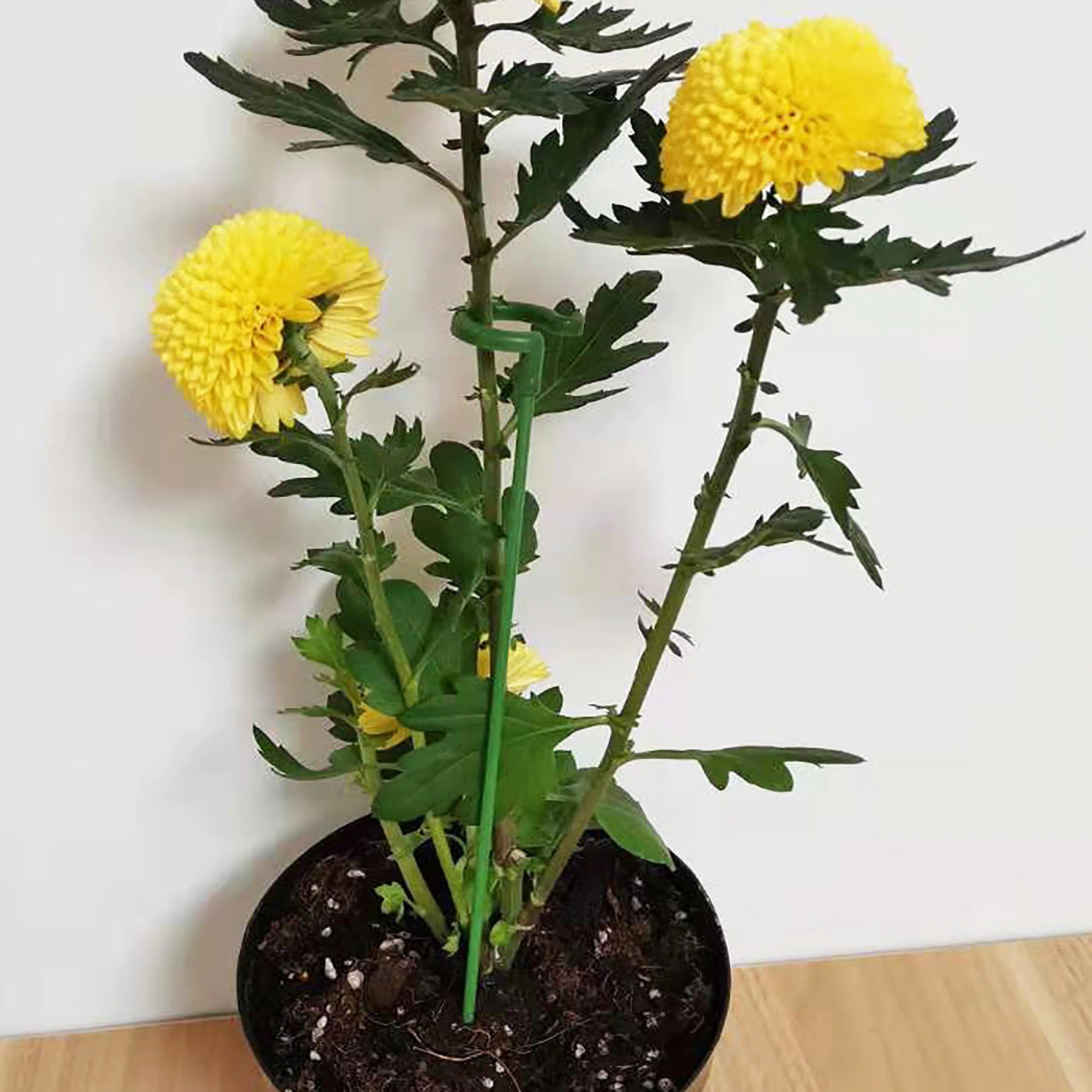 BoniStand™ - Pflanze Unterstützung Garten Bonsai Unterstützung Stake Stander (4 Stück)